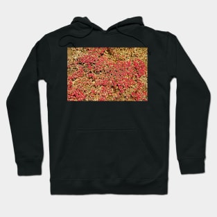 Laguna Beach Study 6 Hoodie